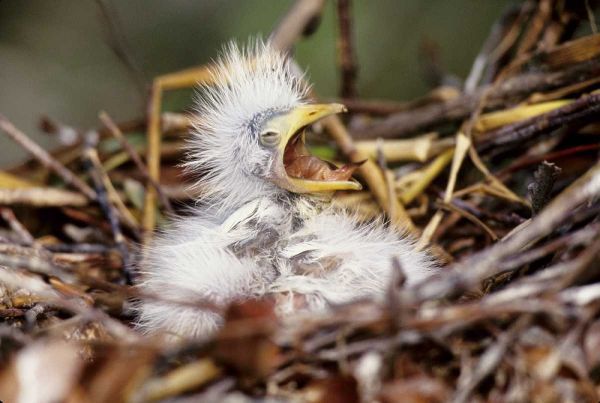 Florida Baby cattle egret in nest begs for food